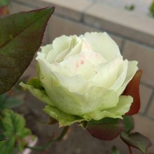 Meet your Posher, Lye